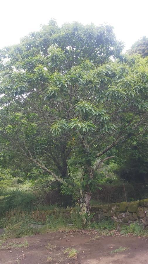 Casa Rustica Con Finca, Regato Dentro Y Piscina * Tui