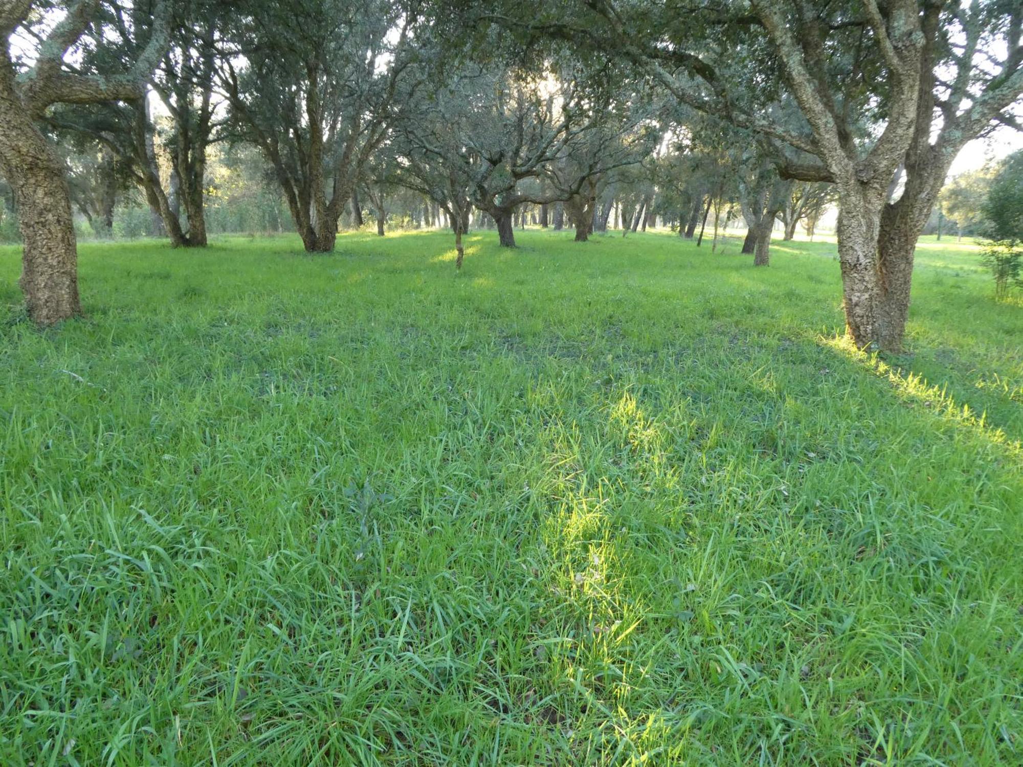 Casa Rustica Con Y Regato Dentro Recien Rehabilitada Situada En El Entorno Del Parque Natural Monte Aloia Y Monte De San Antonino Proxima A Gondomar Y Playas De Nigran Tui